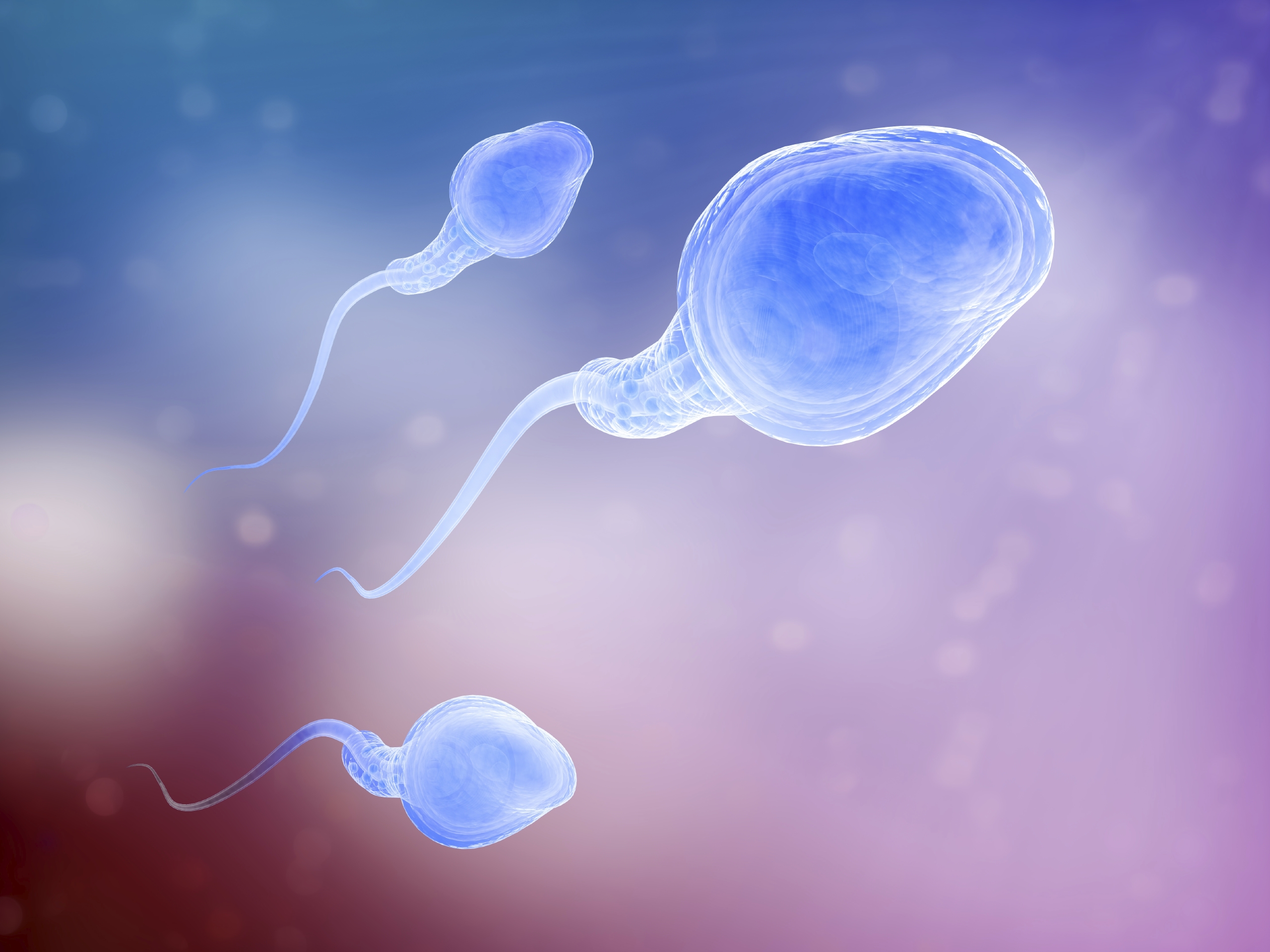 Sperma foto